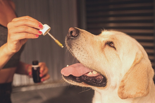 What does CBD Oil Do For Your Dogs?