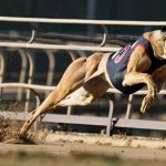 How to Make Winning Greyhound Bets Using a Betting Exchange