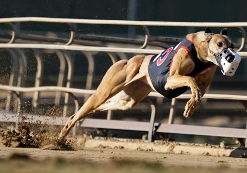 How to Make Winning Greyhound Bets Using a Betting Exchange