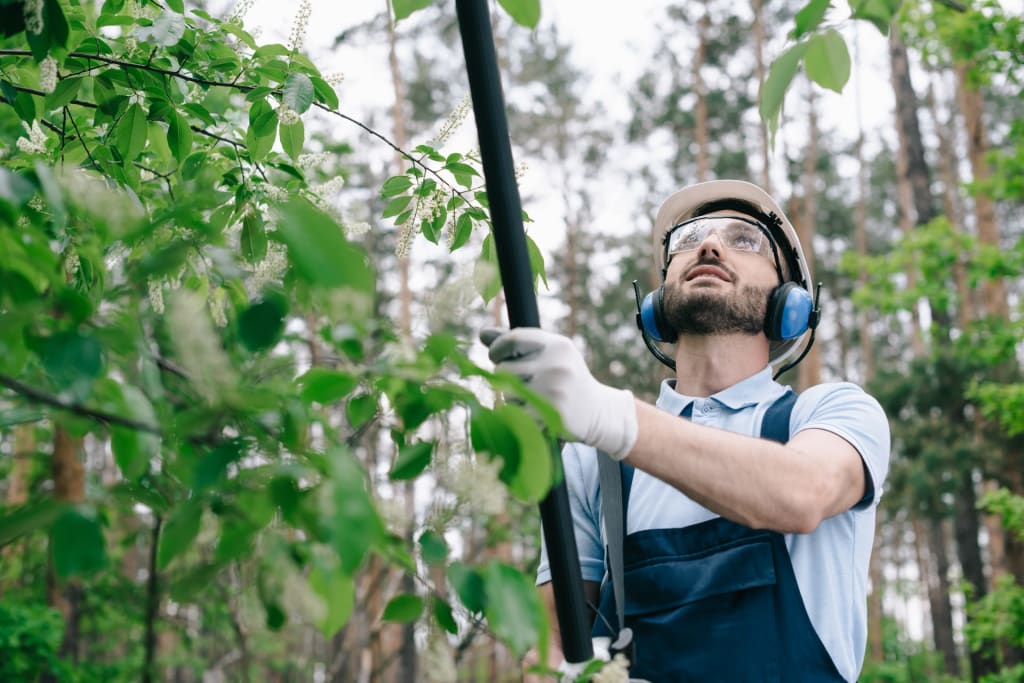 Long-Term Advantages of Hiring Experts for Tree Care and Maintenance